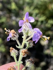 Chaenostoma caeruleum