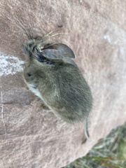 Peromyscus truei