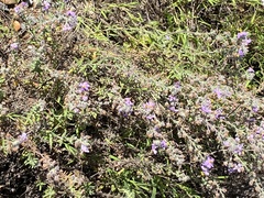 Chaenostoma caeruleum