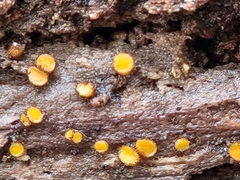 Scutellinia setosa