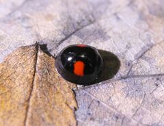 Chilocorus renipustulatus