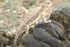 Phrynosoma solare