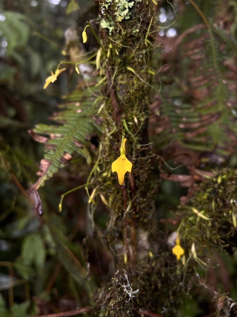 Utricularia mannii Oliv.