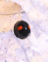 Chilocorus renipustulatus