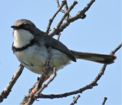 Apalis thoracica capensis