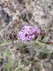 Liatris secunda