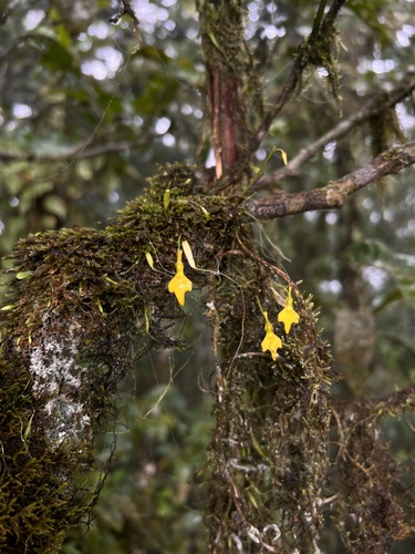 Utricularia mannii
