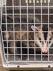 Didelphis albiventris