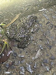 Hoplobatrachus chinensis