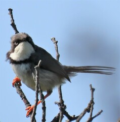 Apalis thoracica capensis