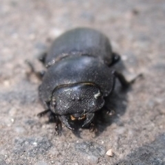 Dorcus parallelipipedus