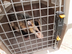 Didelphis albiventris