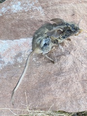 Peromyscus truei
