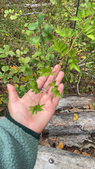 Clematis drummondii