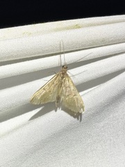 Pyraloidea