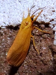 Virbia aurantiaca
