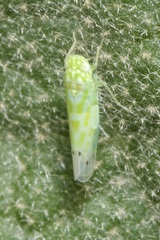 Micantulina stigmatipennis