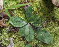 Hieracium venosum