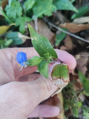 Commelina communis