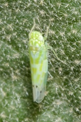 Micantulina stigmatipennis