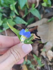 Commelina communis