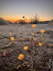 Kallstroemia grandiflora