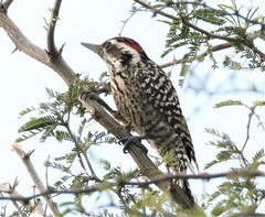 Dryobates mixtus