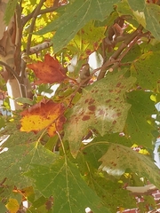 Ectoedemia platanella group