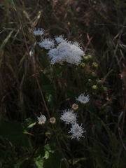 Ageratina glechonophylla