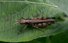 Orphulella