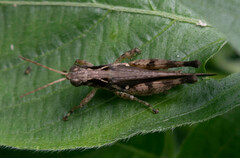 Orphulella