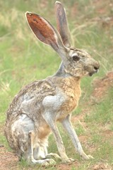 Lepus alleni