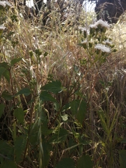 Ageratina glechonophylla