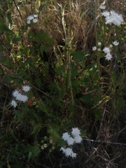 Ageratina glechonophylla