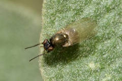 Calliopum