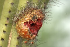 Stenocereus thurberi