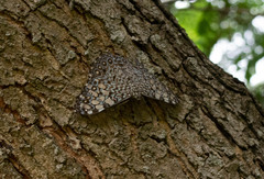 Hamadryas