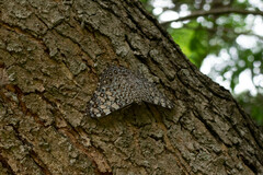 Hamadryas