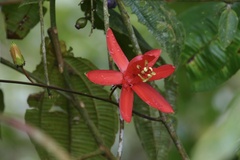 Coccinea