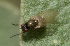 Calliopum