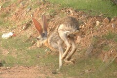 Lepus alleni