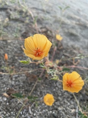 Kallstroemia grandiflora