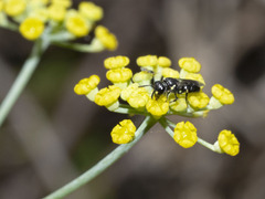 Hylaeus pictipes