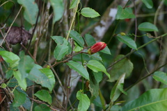 Coccinea