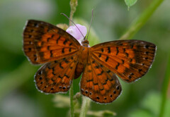 Parvospila lucianus