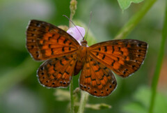 Parvospila lucianus