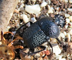 Scarabaeus intricatus