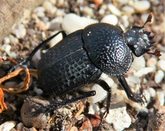 Scarabaeus intricatus