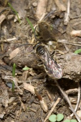 Lasioglossum marginatum