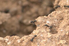 Veromessor pergandei